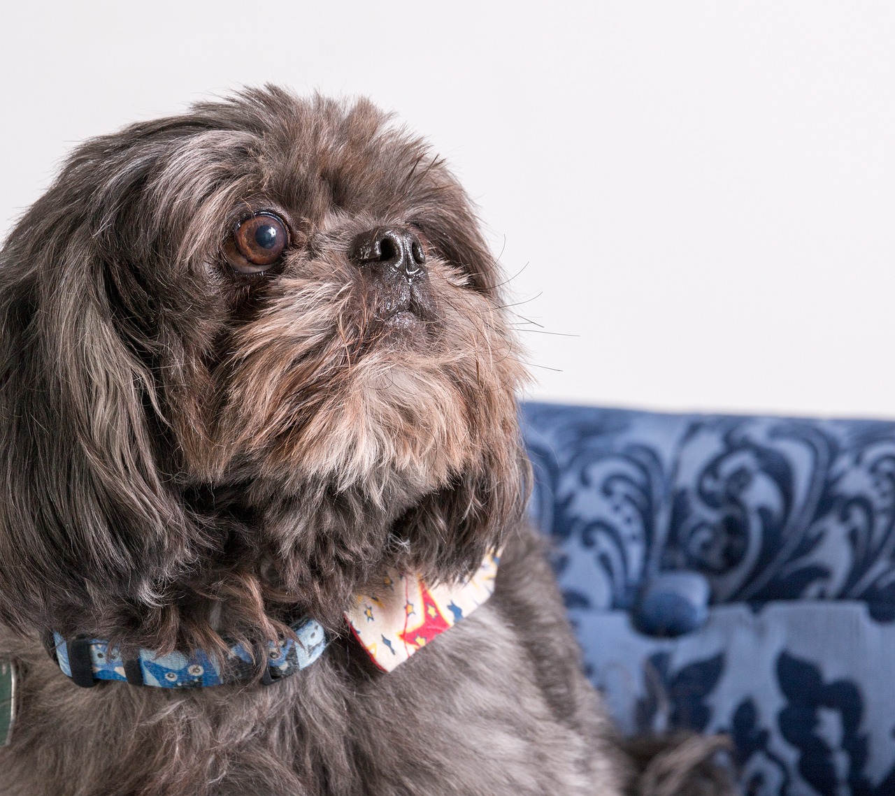 Exploring the Unique Traits of the Shih Tzu